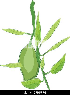The green mango fruit rests on the branches of the mango tree. Stock Vector