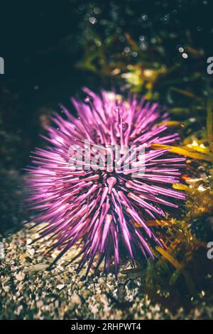 Purple sea urchin, Lytechinus variegatus in water, beach on Mauritius Stock Photo