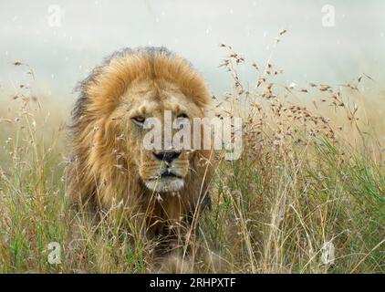 Maned lion (Panthera leo) in rain in grass savannah, Maasai Mara Wildlife Sanctuary, Kenya Stock Photo