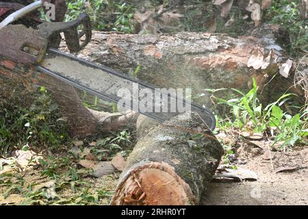 Side view of a Jack tree trunk is being cut by a portable gasoline chainsaw and creates the sawdust on the air Stock Photo