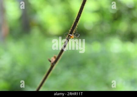Back view of a striped Lynx spider (Oxyopes Salticus) looking away while sitting on a hairy dead vine stem Stock Photo