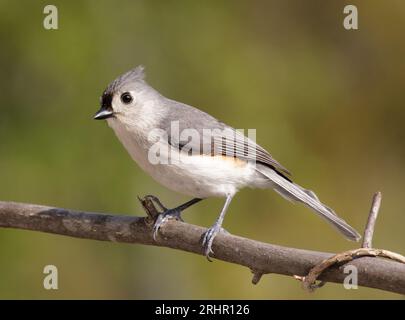 A titmouse perches on a limb on a warm spring afternoon. Stock Photo