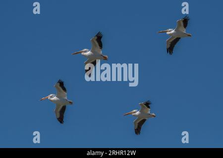 This group of American White Pelicans soared in and glided overhead to join a large group of pelicans on a sand spit along the Gulf Coast of Texas. Stock Photo