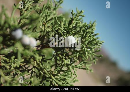 juniper berries Stock Photo
