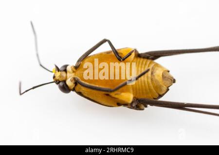 Aquatic insect of the gerridae family, known as tailors, Water Strider ...