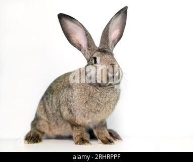 A Flemish Giant rabbit with large ears sitting on a white background Stock Photo