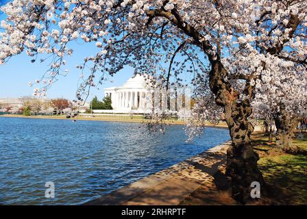 Cherry Blossoms bloom around the Tidal Basin, framing the Jefferson Memorial in Washington, DC Stock Photo