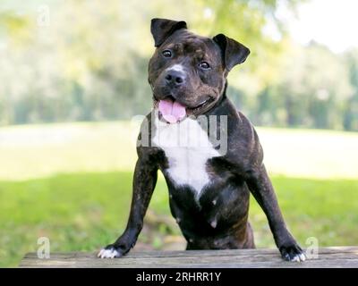A happy brindle and white Staffordshire Bull Terrier mixed breed dog standing up with its front paws on a bench Stock Photo