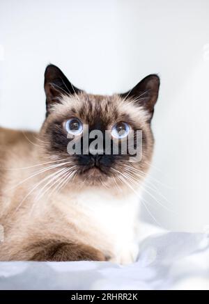 A purebred Siamese cat with seal point markings lying on a blanket Stock Photo