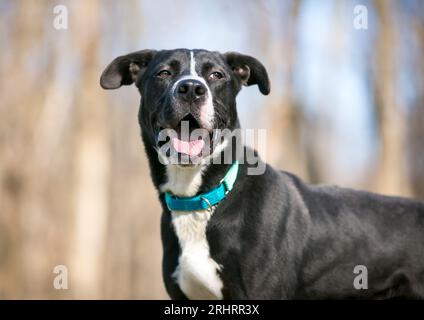 A black and white Retriever mixed breed dog with a relaxed expression Stock Photo