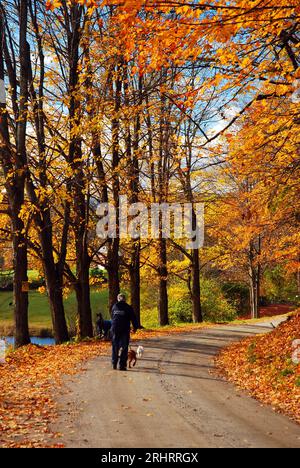 An adult man walks his dog along a country rural road in autumn in New England surrounded by fall foliage Stock Photo