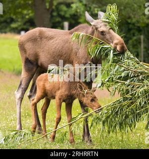 elk, European moose (Alces alces alces), feeding cow elk with elk calf in a meadow, Germany Stock Photo