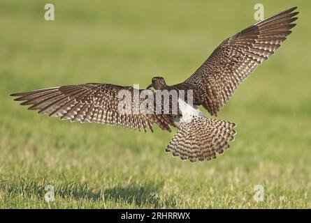 whimbrel; common whimbrel; Eurasian whimbrel (Numenius phaeopus), landing in a meadow, rear view, Netherlands, Northern Netherlands Stock Photo