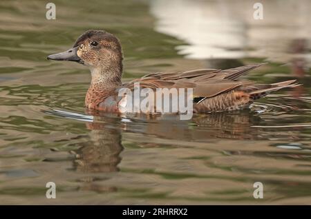 baikal teal, bimaculate duck, squawk duck (Anas formosa, Nettion formosum, Sibirionetta formosa), swimming drake, side view, Netherlands Stock Photo