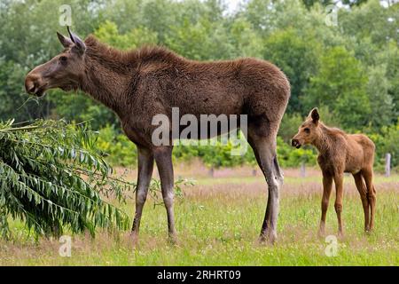 elk, European moose (Alces alces alces), feeding cow elk with elk calf in a meadow, Germany Stock Photo