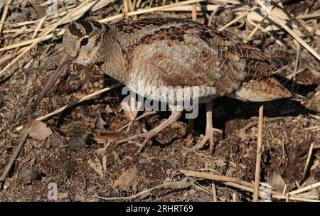 Eurasian woodcock (Scolopax rusticola), foraging on the ground, side view, Netherlands, Northern Netherlands, Wieringermeer Stock Photo