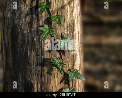 English ivy, common ivy (Hedera helix), entwining around a dead tree trunk, Germany, Hesse Stock Photo