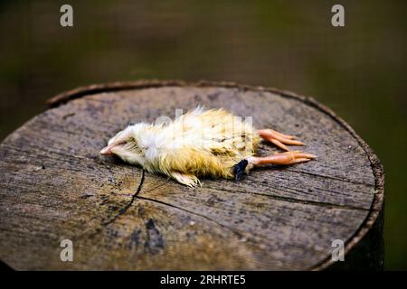 domestic fowl (Gallus gallus f. domestica), fly at a dead food chick on a tree stump Stock Photo