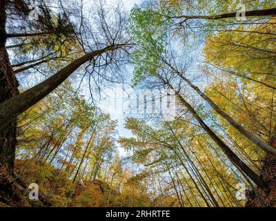 autumn forest, Germany, Thueringen, Thueringer Wald Stock Photo