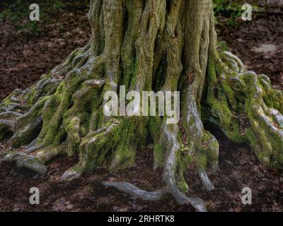 common beech (Fagus sylvatica), Roots of an old beech above ground in the Sababurg ancient forest, Germany, Hesse, Reinhardswald Stock Photo