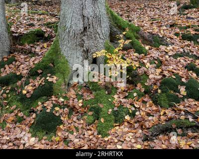 autumn leaves on moss under a tree, Germany, Thueringen, Thueringer Wald, Breitenbach Stock Photo