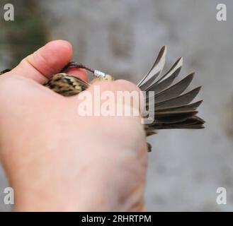 yellow-breasted bunting (Emberiza aureola), immature holding in the hand, Sweden Stock Photo