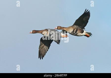 white-fronted goose, greater white-fronted goose (Anser albifrons), two white-fronted geese flying together in the sky, side view, Netherlands Stock Photo