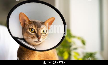 Close-up portrait of a blue Abyssinian cat with an cone, which is carefully held in his hands by the man owner. Animal healthcare, Pet care concept, v Stock Photo