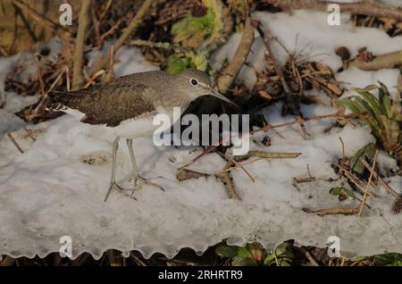 green sandpiper (Tringa ochropus), standing at the snow-capped bank, side view, Netherlands, Northern Netherlands, Wieringermeer Stock Photo