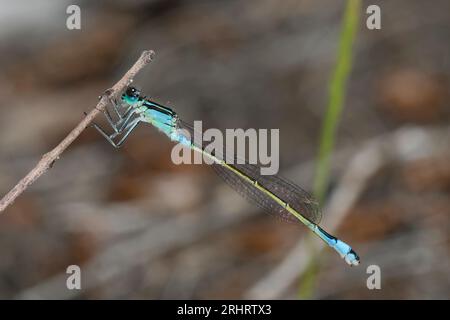 common ischnura, blue-tailed damselfly (Ischnura elegans), female at a plant stem, side view, Croatia Stock Photo