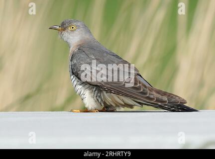 Eurasian cuckoo, common cuckoo (Cuculus canorus), female perching on a stone, side view, Netherlands, Northern Netherlands, Wieringermeer Stock Photo