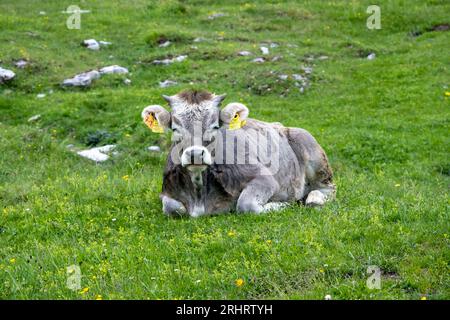 domestic cattle (Bos primigenius f. taurus), cow on the Postalm, Austria, Salzburg, Salzkammergut, Strobl Stock Photo