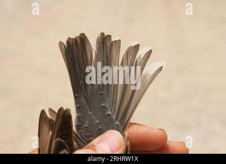 barred warbler (Sylvia nisoria), tail feathers of a captured male, Israel, Negev, Eilat Stock Photo