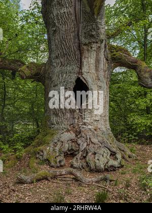 oak (Quercus spec.), 400-year-old chimney oak in the Sababurg ancient forest, Germany, Hesse, Reinhardswald Stock Photo