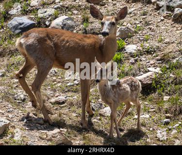 Mule deer family picture. Mother and fawn in the wild. Stock Photo