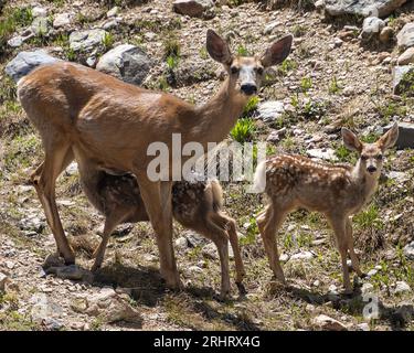 Mule deer family picture. Mother and fawns in the wild. One is suckling, other one is looking at camera Stock Photo