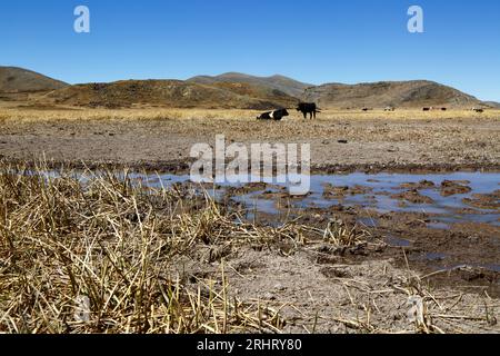 Lake Titicaca, BOLIVIA; August 18th 2023: Dead totora reeds and grazing cattle on the nearly dried up Cohana Bay of the Inner Lake / Huiñay Marka (the smaller part of Lake Titicaca) near the village of Cumana. Water levels in Lake Titicaca are approaching the record low level set in 1996, the lowest since Bolivia's weather service (Senhami) started keeping records in 1974. Many are blaming climate change; the last few years have been drier than normal and El Niño is currently strengthening in the Pacific Ocean off South America. Stock Photo