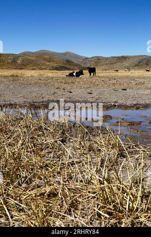 Lake Titicaca, BOLIVIA; August 18th 2023: Dead totora reeds and grazing cattle on the nearly dried up Cohana Bay of the Inner Lake / Huiñay Marka (the smaller part of Lake Titicaca) near the village of Cumana. Water levels in Lake Titicaca are approaching the record low level set in 1996, the lowest since Bolivia's weather service (Senhami) started keeping records in 1974. Many are blaming climate change; the last few years have been drier than normal and El Niño is currently strengthening in the Pacific Ocean off South America. Stock Photo