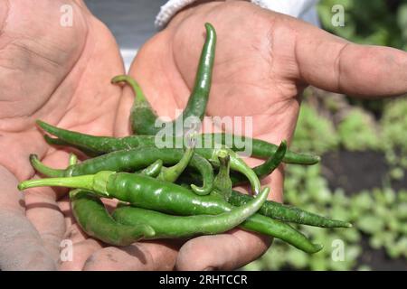 A man holding chile chicuarotes in the palm of his hands. Stock Photo