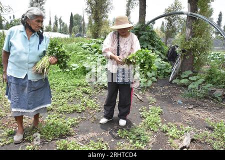 Harvesting vegetables in the chinampa in San Gregorio Atlapulco, Mexico Stock Photo