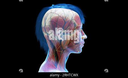 Female head and neck muscles, illustration Stock Photo