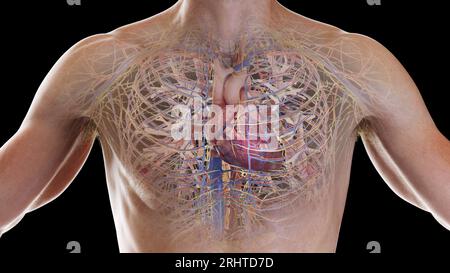 Cardiopulmonary system, illustration Stock Photo