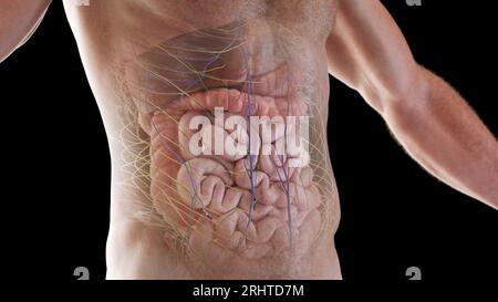 Internal organs, illustration Stock Photo