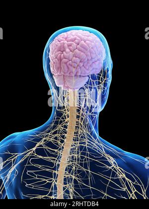 Transparent human brain of a man with spinal cord and spine, medical 3D ...