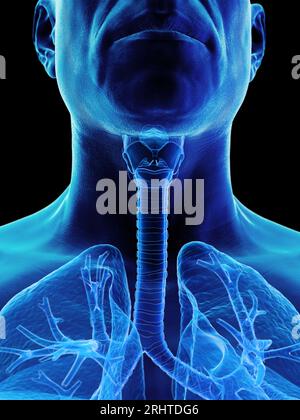 Male lower airway, illustration Stock Photo