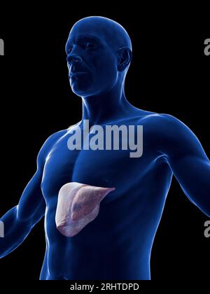 Male liver, illustration Stock Photo