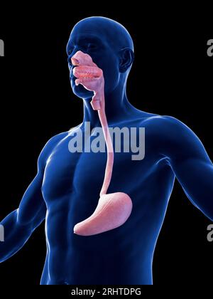 Male stomach and oesophagus, illustration Stock Photo