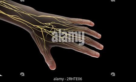 Nerves of the left hand, illustration Stock Photo