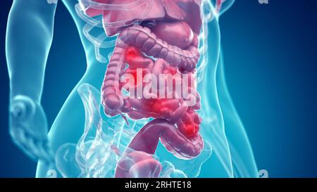 Illustration of the abdominal and reproductive organs Stock Photo - Alamy