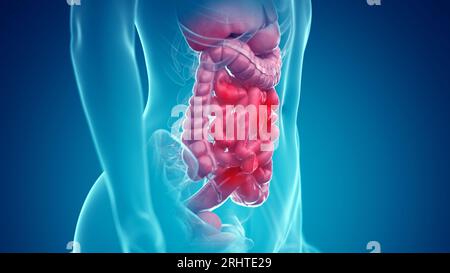 Illustration of the abdominal and reproductive organs Stock Photo - Alamy